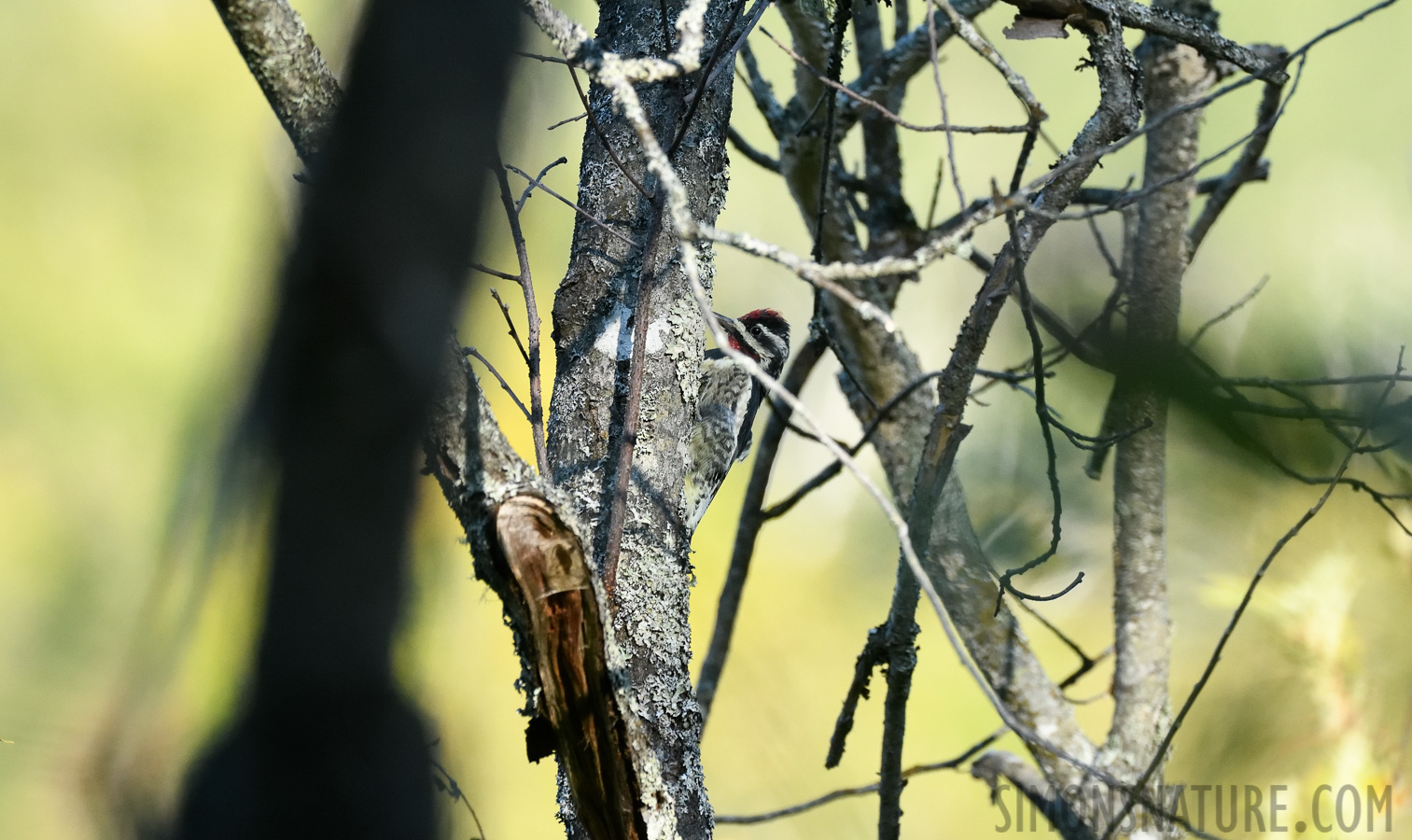 Sphyrapicus varius [400 mm, 1/1000 sec at f / 7.1, ISO 2000]